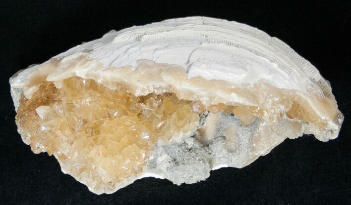 Partial Clam Fossil with Golden Calcite Crystals - #14716